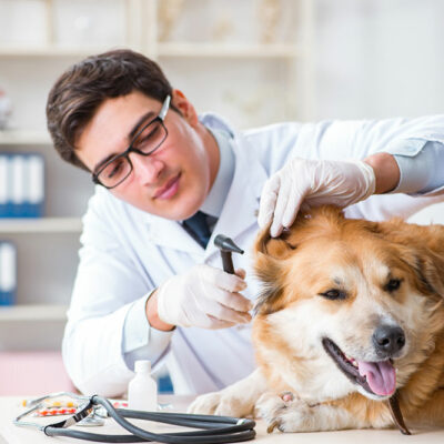 5 Foods That Keep Fleas and Ticks Away From Pets