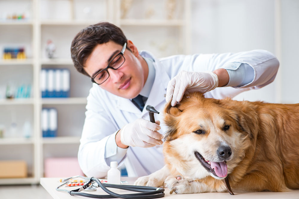 5 Foods That Keep Fleas and Ticks Away From Pets