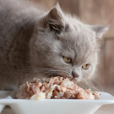 5 Human Foods That Are Safe for Cats