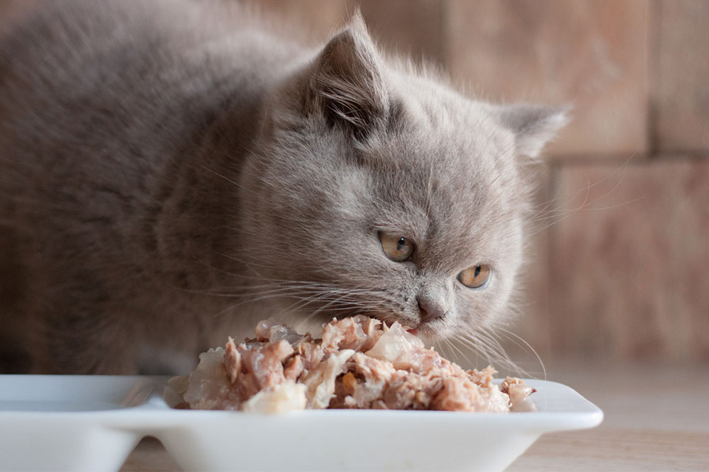 5 Human Foods That Are Safe for Cats