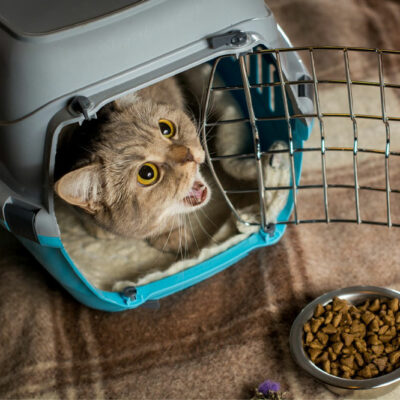 5 Ingredients to Avoid in Cat Food