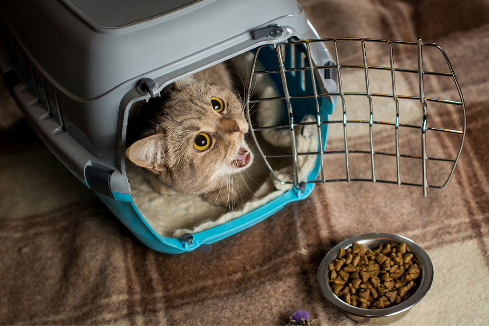 5 Ingredients to Avoid in Cat Food